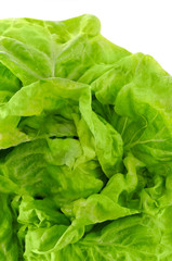 Green lettuce