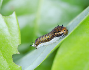 catepillar