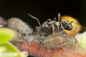 Black garden ant, Lasius niger harvesting on aphids