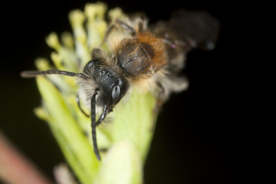 Mining bee, extreme close-up