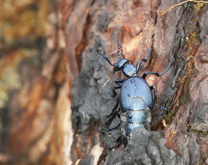 Oil beetle, Meloe violaceus on bark, macro photo