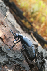 Oil beetle, Meloe violaceus on bark, macro photo