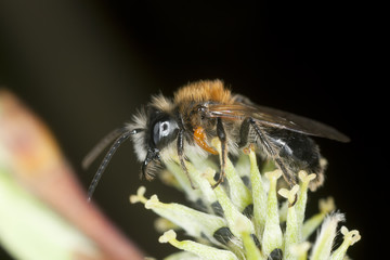 Larvae of Blister beetle, Meloe proscarabaeus sitting on a bee