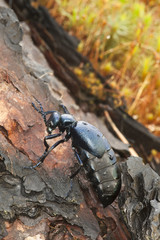 Oil beetle, Meloe violaceus on bark, macro photo