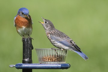 Male Eastern Bluebird With Baby