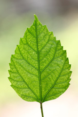 Green leaf of Hibiscus