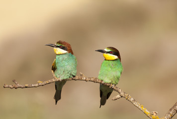 Bee-eater