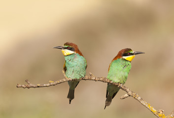 Bee-eater