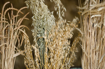 wheat, barley and oats