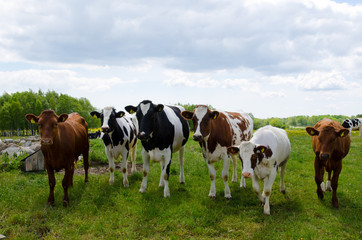 Fototapeta na wymiar Courious young cows