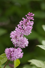 lilac on green background