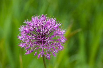 allium close up