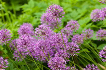 allium on a green background