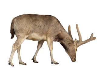 Obraz premium male of deer. Isoalted over white