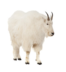 Rocky mountain goat  over white background