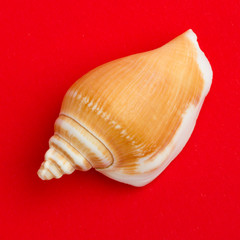 Brown seashell isolated