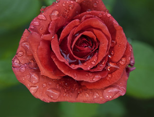 Rose red with water droplets