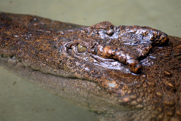 crocodile