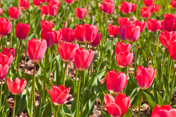 Field of red tulip flowers