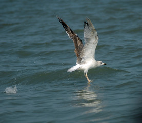 Seagull