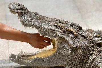 Photo sur Plexiglas Crocodile jouer avec le crocodile