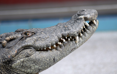 tête de crocodile