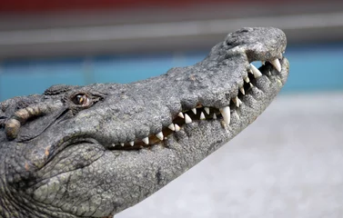 Papier Peint photo autocollant Crocodile tête de crocodile