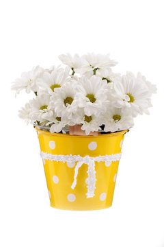 Daisies in a bucket