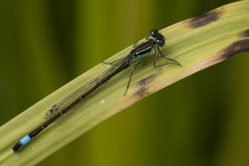 Libelle, grün-blau