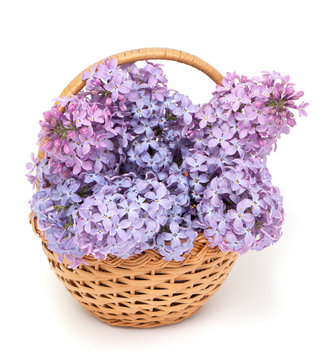 Lilac Flowers In Basket