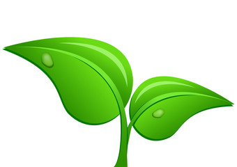 Young plant on a white background