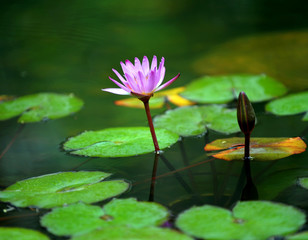 pink water lily
