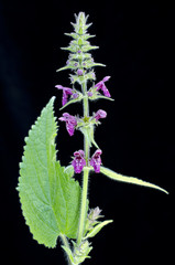 Stachys sylvatica / Epiaire des bois