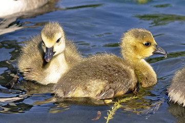 Gosling Canada Goose