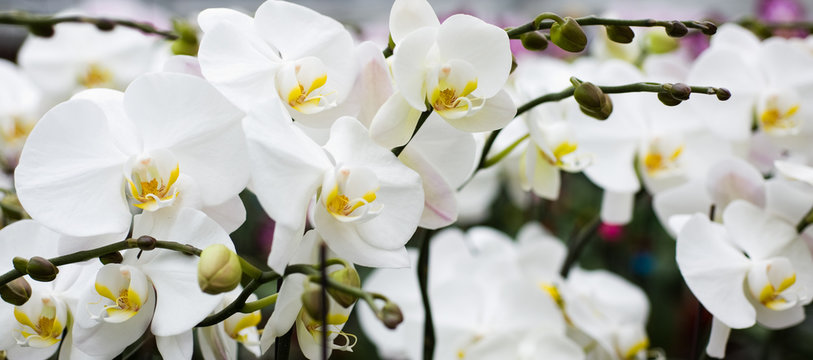 a cluster of white orchids