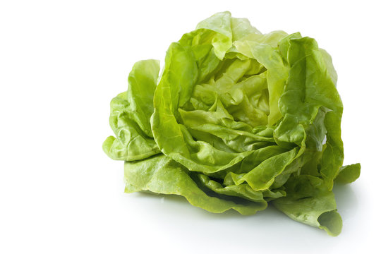 Fresh garden lettuce