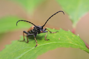 Bockkäfer