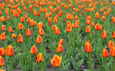 Beautiful red tulips field in spring time