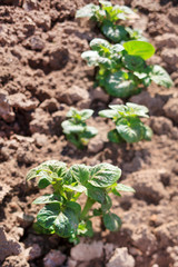 spring potato