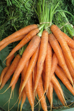 Karotten - Möhren