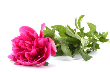 beautiful pink peony isolated on white