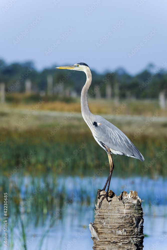 Wall mural great blue heron, ardea herodias