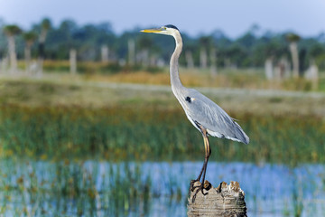 great blue heron, ardea herodias