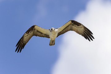 osprey, pandion haliaetus