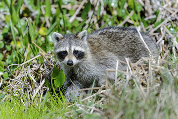 procyon lotor, raccoon