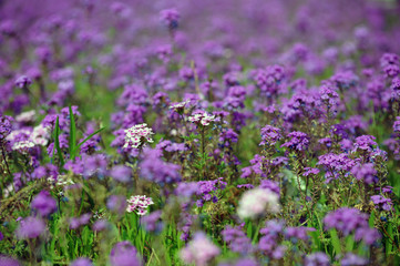 field of purple flowers