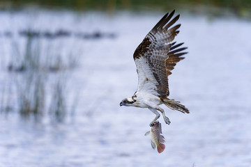 osprey, pandion haliaetus