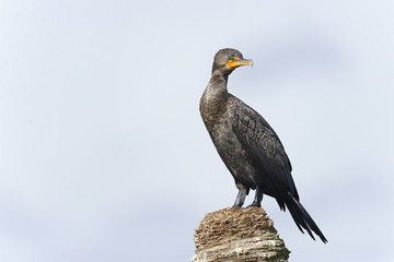 double-crested cormorant, phalacrocorax auritus