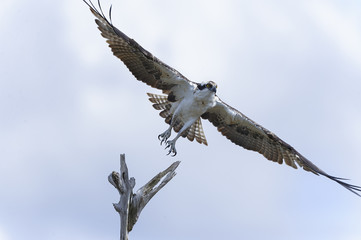 osprey, pandion haliaetus, viera, florida