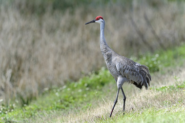 sandhill crane, grus canadensis